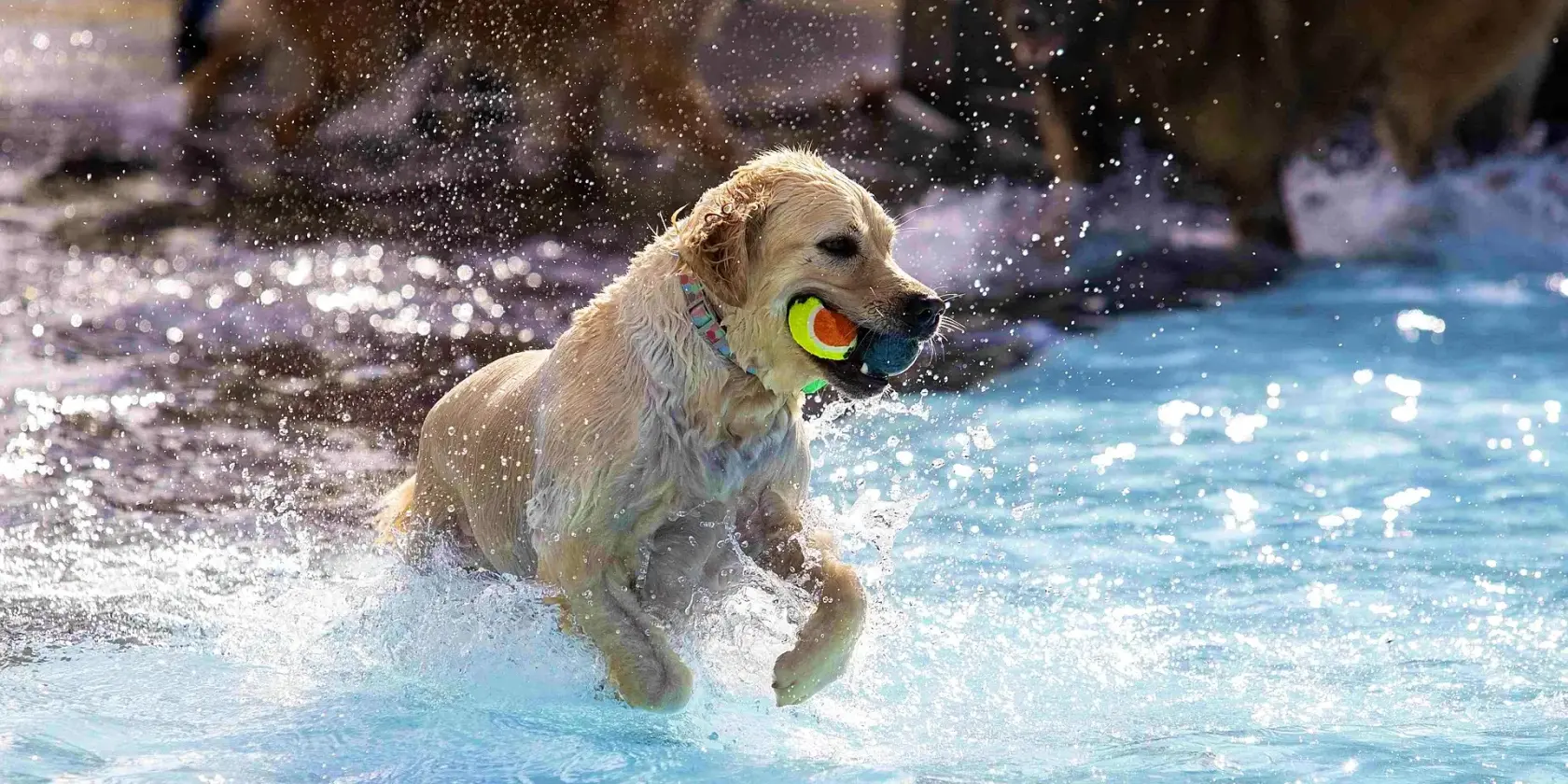 5. Enni-Hunde-Beachparty