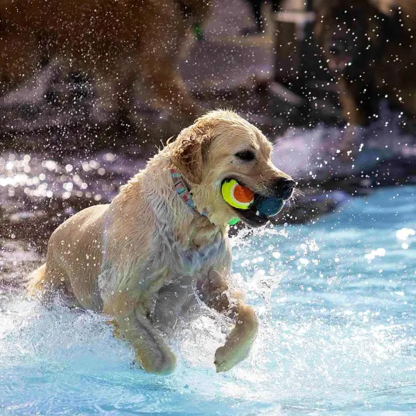 5. Enni-Hunde-Beachparty