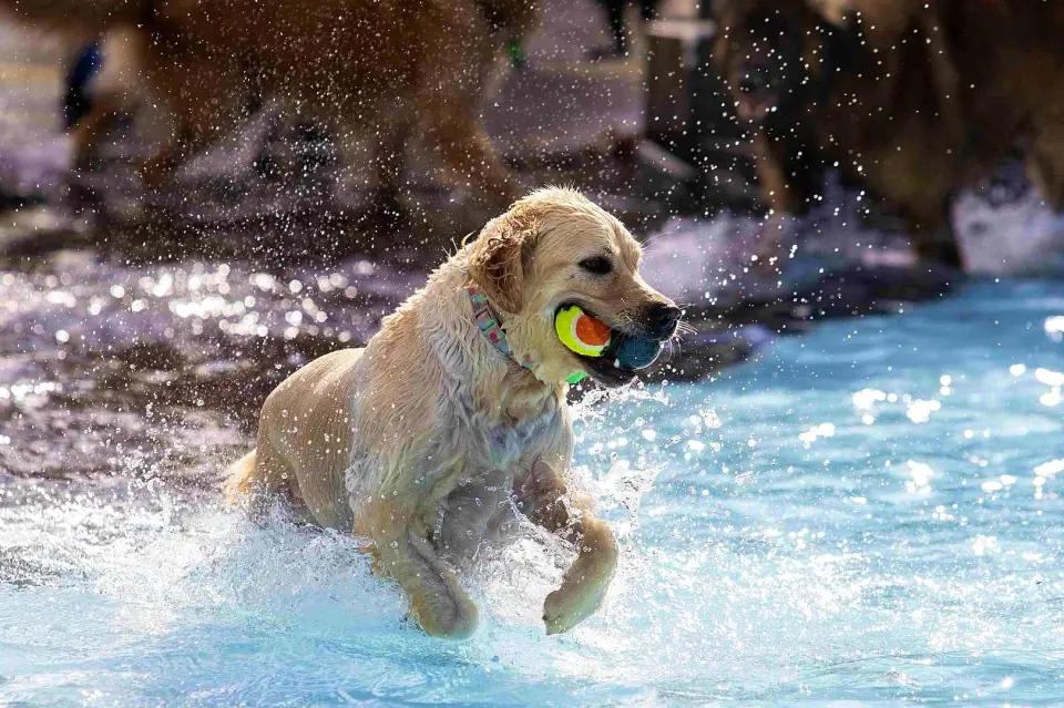 5. Enni-Hunde-Beachparty