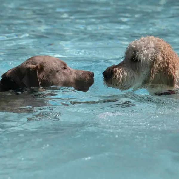 6. Enni-Hunde-Beachparty