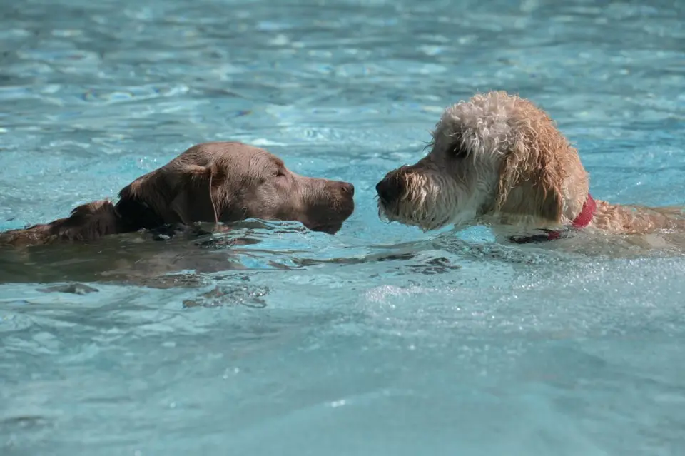6. Enni-Hunde-Beachparty